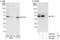 Flap Structure-Specific Endonuclease 1 antibody, AHP837, Bio-Rad (formerly AbD Serotec) , Immunoprecipitation image 