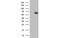 Acyl-CoA Synthetase Medium Chain Family Member 5 antibody, MBS834384, MyBioSource, Western Blot image 