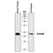 Prolactin antibody, MAB1445, R&D Systems, Western Blot image 