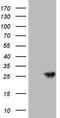 Aralkylamine N-Acetyltransferase antibody, LS-C792369, Lifespan Biosciences, Western Blot image 
