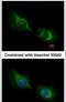 Deltex E3 Ubiquitin Ligase 1 antibody, PA5-22227, Invitrogen Antibodies, Immunofluorescence image 