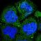 Protein Kinase C Delta antibody, NBP1-90957, Novus Biologicals, Immunofluorescence image 