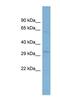 STIM Activating Enhancer antibody, NBP1-62197, Novus Biologicals, Western Blot image 