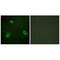 Anoctamin 7 antibody, A08035, Boster Biological Technology, Immunofluorescence image 