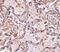 Glutathione S-Transferase Pi 1 antibody, PA5-20462, Invitrogen Antibodies, Immunohistochemistry frozen image 