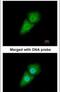 Karyopherin Subunit Alpha 2 antibody, PA5-29474, Invitrogen Antibodies, Immunofluorescence image 