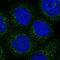 Rho GTPase Activating Protein 30 antibody, PA5-57604, Invitrogen Antibodies, Immunofluorescence image 