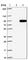 Transcription Factor 25 antibody, HPA041699, Atlas Antibodies, Western Blot image 