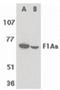 Fem-1 Homolog B antibody, orb86765, Biorbyt, Western Blot image 