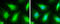 Caspase 8 antibody, GTX110723, GeneTex, Immunocytochemistry image 