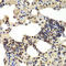 DEAD-Box Helicase 5 antibody, LS-C333962, Lifespan Biosciences, Immunohistochemistry frozen image 