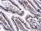 Negative Elongation Factor Complex Member B antibody, NBP2-15935, Novus Biologicals, Immunohistochemistry frozen image 