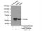 Tryptophanyl-TRNA Synthetase antibody, 16081-1-AP, Proteintech Group, Immunoprecipitation image 