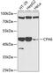 Carboxypeptidase A6 antibody, GTX65936, GeneTex, Western Blot image 
