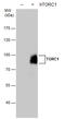 CREB Regulated Transcription Coactivator 1 antibody, GTX129355, GeneTex, Western Blot image 