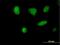 Microspherule Protein 1 antibody, H00010445-B01P, Novus Biologicals, Immunofluorescence image 