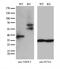 THO Complex 3 antibody, M12990, Boster Biological Technology, Western Blot image 