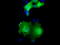 MOB Kinase Activator 3B antibody, TA501504, Origene, Immunofluorescence image 