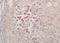 Casein Kinase 1 Alpha 1 antibody, orb156272, Biorbyt, Immunohistochemistry paraffin image 