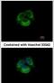 Transient Receptor Potential Cation Channel Subfamily C Member 6 antibody, PA5-29848, Invitrogen Antibodies, Immunofluorescence image 