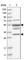 Transmembrane Protein With Metallophosphoesterase Domain antibody, HPA027019, Atlas Antibodies, Western Blot image 