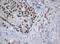 TRNA Methyltransferase 2 Homolog A antibody, MA5-26147, Invitrogen Antibodies, Immunohistochemistry frozen image 