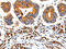Hyperpolarization Activated Cyclic Nucleotide Gated Potassium Channel 1 antibody, CSB-PA202569, Cusabio, Immunohistochemistry frozen image 