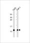 Cysteine-rich protein 1 antibody, 61-633, ProSci, Western Blot image 