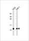 Cysteine Rich Protein 1 antibody, 61-633, ProSci, Western Blot image 