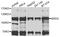 Bromodomain Containing 3 antibody, A04044-2, Boster Biological Technology, Western Blot image 