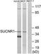 Succinate Receptor 1 antibody, TA315622, Origene, Western Blot image 