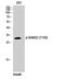Dual Adaptor Of Phosphotyrosine And 3-Phosphoinositides 1 antibody, A09058Y139, Boster Biological Technology, Western Blot image 