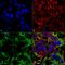 Neuroligin 3 antibody, MA5-27621, Invitrogen Antibodies, Immunofluorescence image 