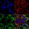 NLGN3 antibody, MA5-27621, Invitrogen Antibodies, Immunofluorescence image 