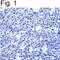 POU Class 2 Homeobox 1 antibody, PA1-38327, Invitrogen Antibodies, Immunohistochemistry frozen image 