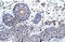 Zinc Finger Protein 660 antibody, 28-467, ProSci, Immunohistochemistry paraffin image 