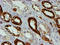 Proteasome Subunit Beta 9 antibody, LS-C173793, Lifespan Biosciences, Immunohistochemistry paraffin image 