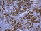 Caveolin 1 antibody, LS-C793088, Lifespan Biosciences, Immunohistochemistry paraffin image 