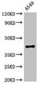 Phosphorylated adapter RNA export protein antibody, LS-C679007, Lifespan Biosciences, Western Blot image 