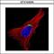 RETII antibody, GTX104255, GeneTex, Immunofluorescence image 