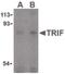 Toll Like Receptor Adaptor Molecule 1 antibody, PA5-20030, Invitrogen Antibodies, Western Blot image 