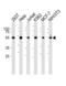NIMA Related Kinase 2 antibody, LS-B11803, Lifespan Biosciences, Western Blot image 