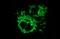 Malonyl-CoA-Acyl Carrier Protein Transacylase antibody, MA5-26315, Invitrogen Antibodies, Immunocytochemistry image 