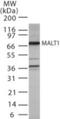 MALT1 Paracaspase antibody, GTX42103, GeneTex, Western Blot image 