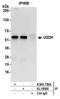 UDP-Glucose 6-Dehydrogenase antibody, A304-750A, Bethyl Labs, Immunoprecipitation image 