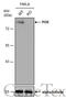 Cytochrome P450 Oxidoreductase antibody, GTX101099, GeneTex, Western Blot image 