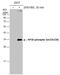 Ribosomal Protein S6 antibody, GTX130430, GeneTex, Western Blot image 