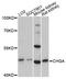 Chromogranin A antibody, A1668, ABclonal Technology, Western Blot image 