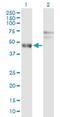 ADP Ribosylation Factor Like GTPase 6 Interacting Protein 4 antibody, H00051329-D01P, Novus Biologicals, Western Blot image 