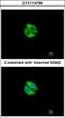 Syntrophin Alpha 1 antibody, GTX114786, GeneTex, Immunocytochemistry image 